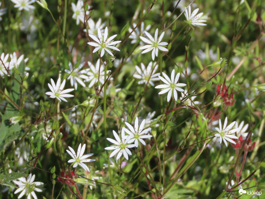 Apróságok a fűben