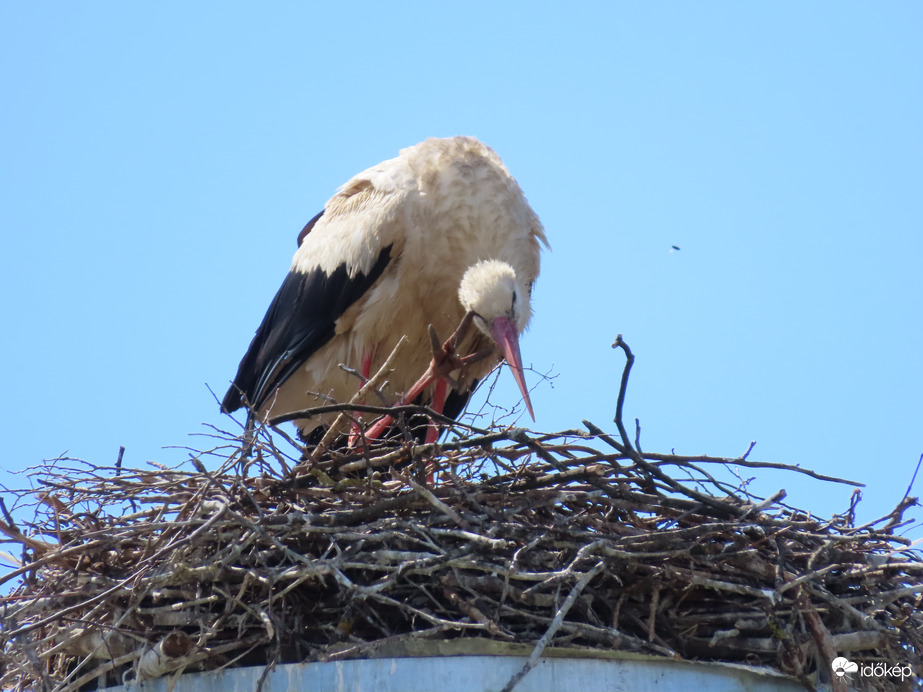 Senki nem vakarja meg helyettem