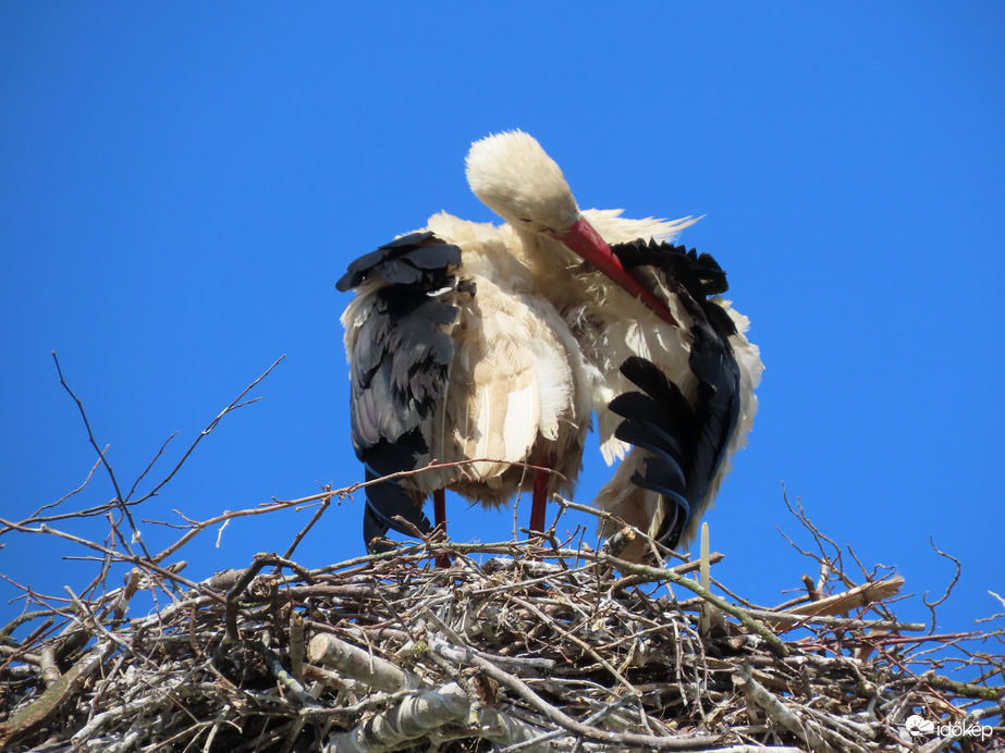 Gondos tollászkodás