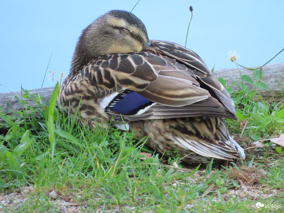 Récemama is szunyókál