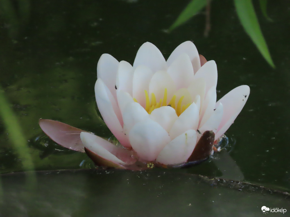 Kinyílt a Tündérrózsa