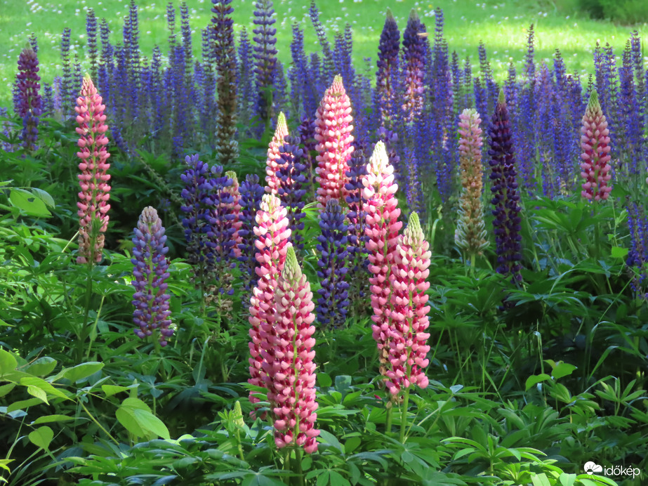 Csillagfürt zsályával