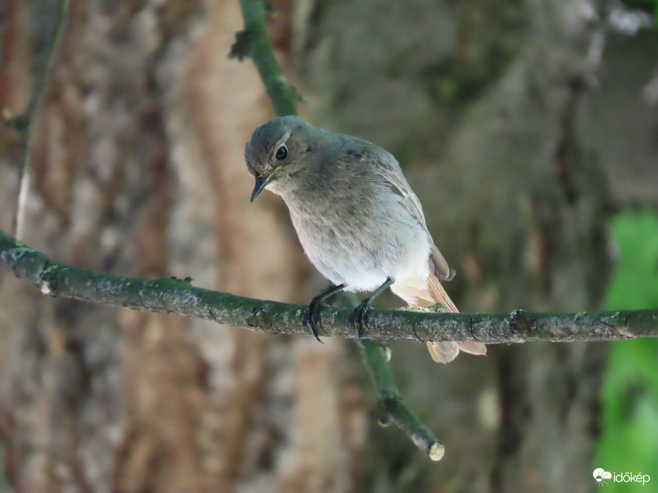 Nagyon figyelsz! Nem láttál még Rozsdafarkút?
