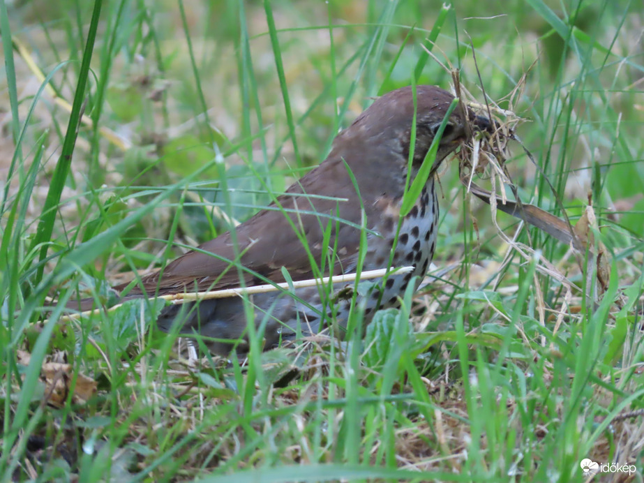 Fészekanyagot gyűjtök