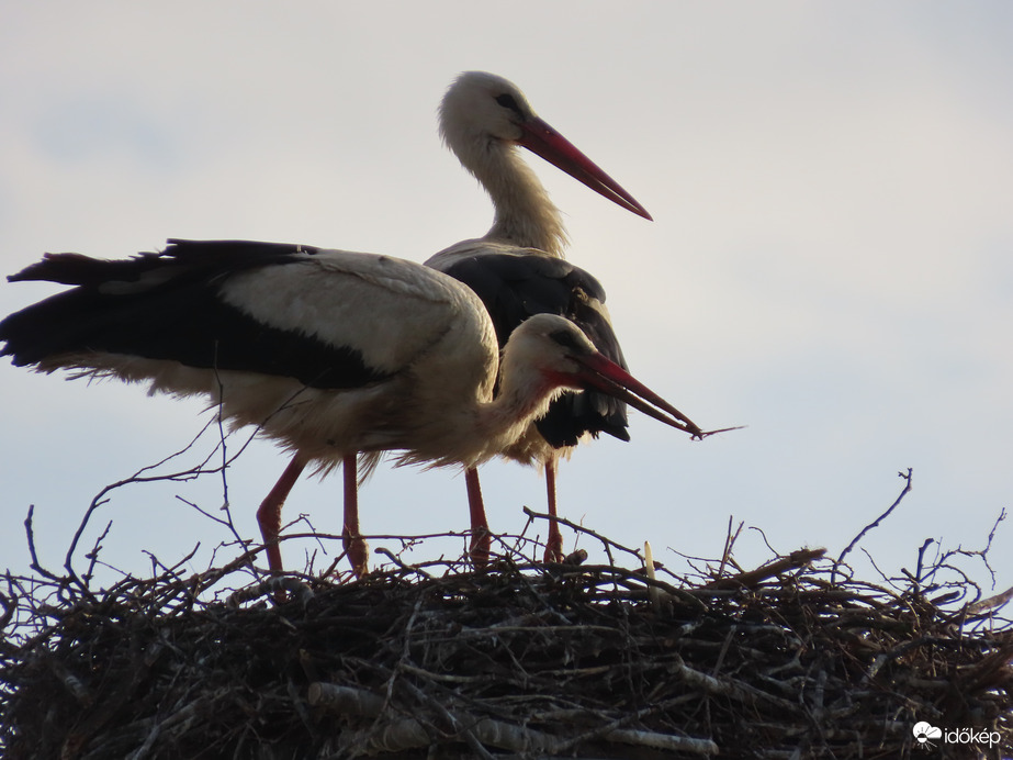 Reggeli fészekigazítás