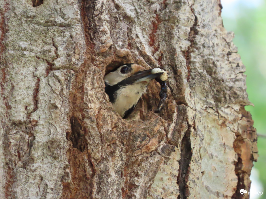 Viszem ki a szennyest