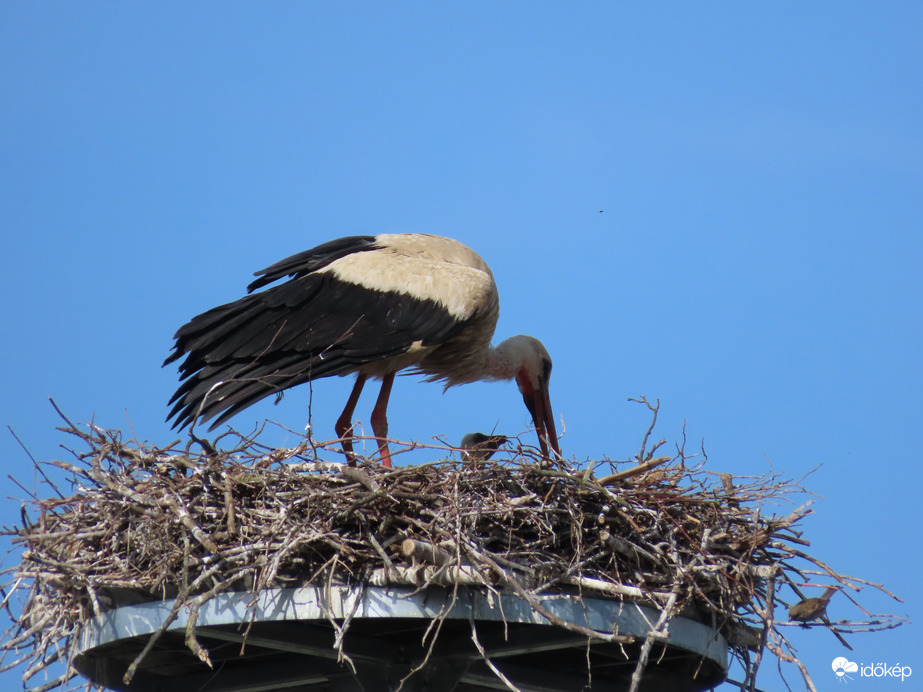 Gólya fiókájával