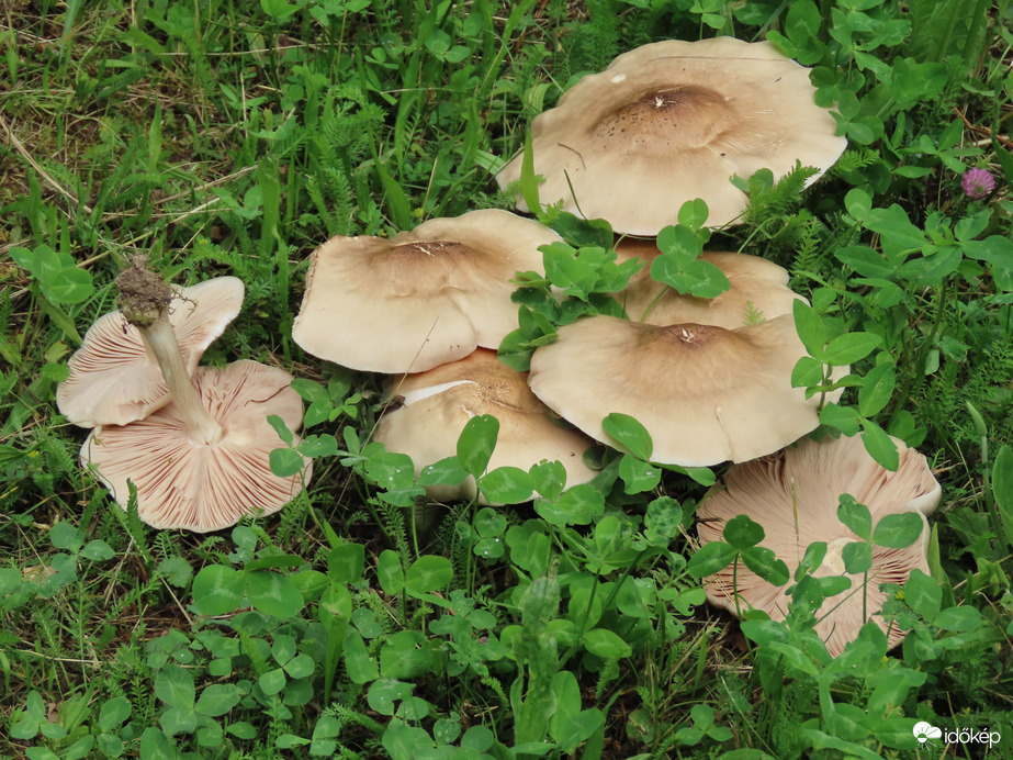 Gombák a fűben