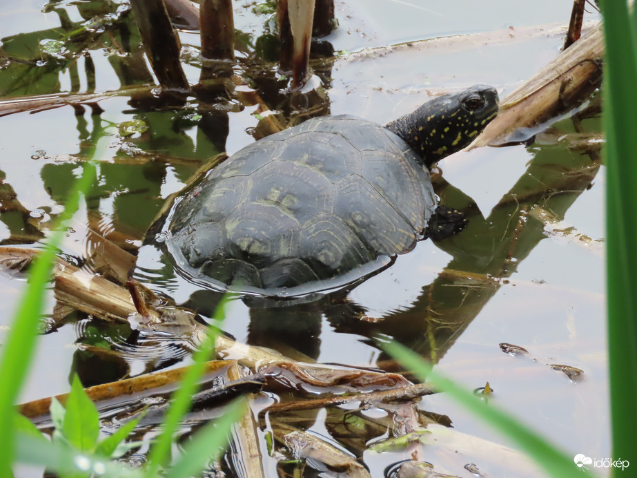 Mocsári teknős