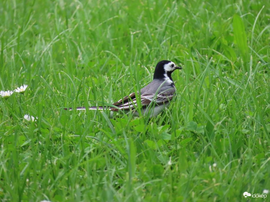 "Vadászó" Barázdabillegető