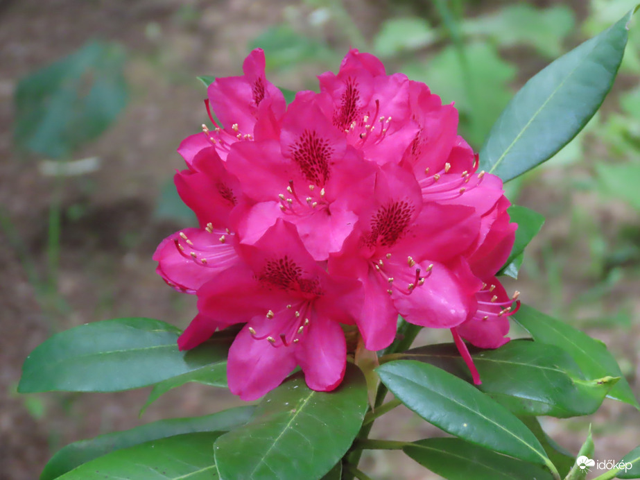 A Sportligetben láttam