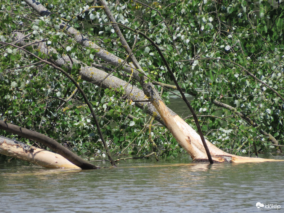 Vízbe dőlt fa megrágva
