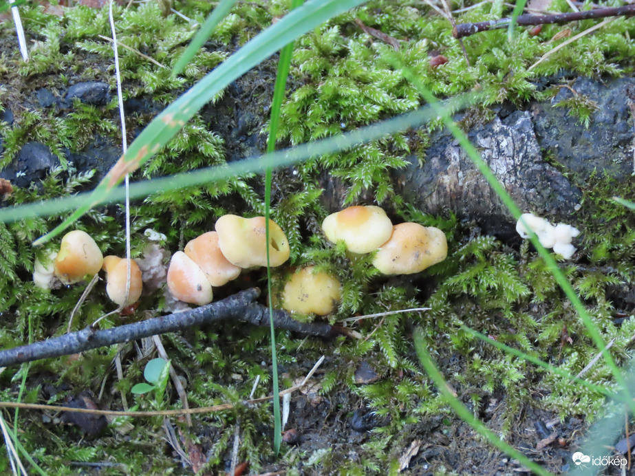Apró gombák gyökerek között