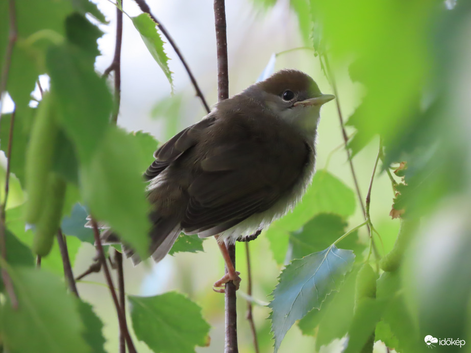 Barátposzáta fióka