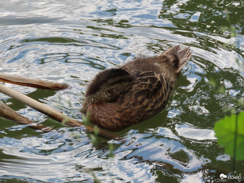 Pihenés vízen lebegve