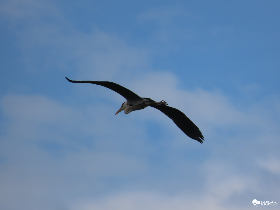 Szürke gém röptében