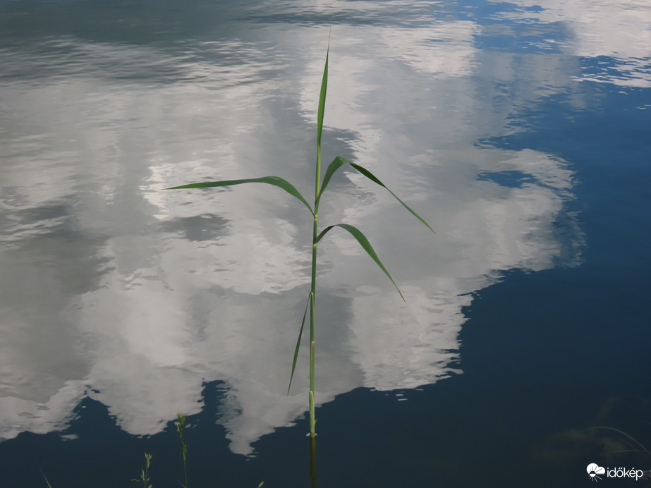 Magányos nádszál a tóparton
