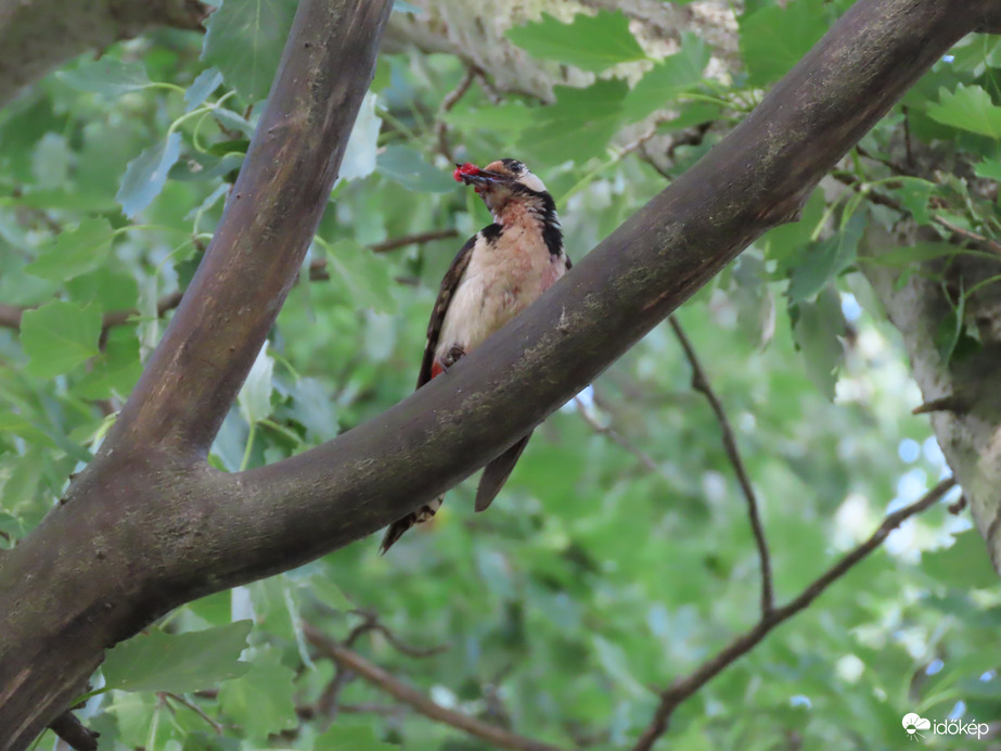 Ma gyümölcsöt is kaptok