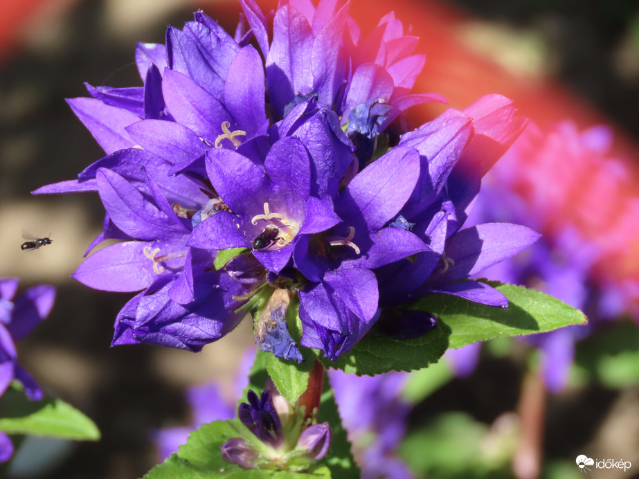 Csomós harangvirág 05. 24.