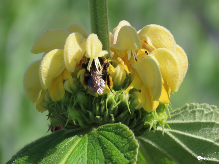 Kis-ázsiai macskahere látogatóval 05. 24.