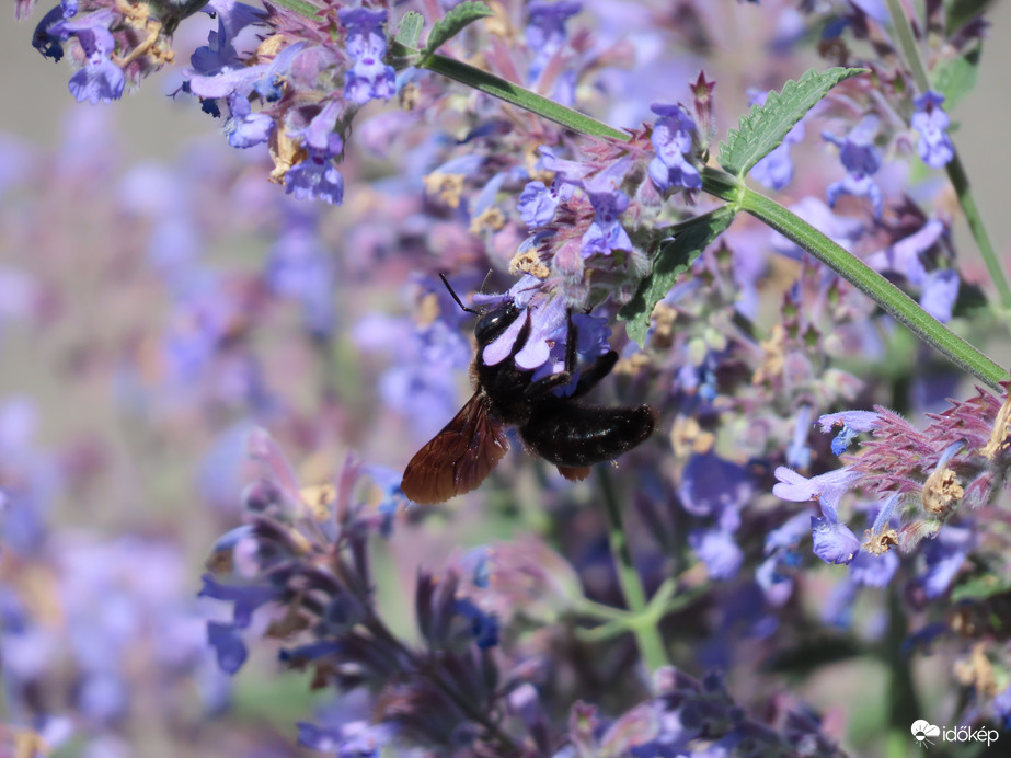 Macskamenta Kék fadongóval