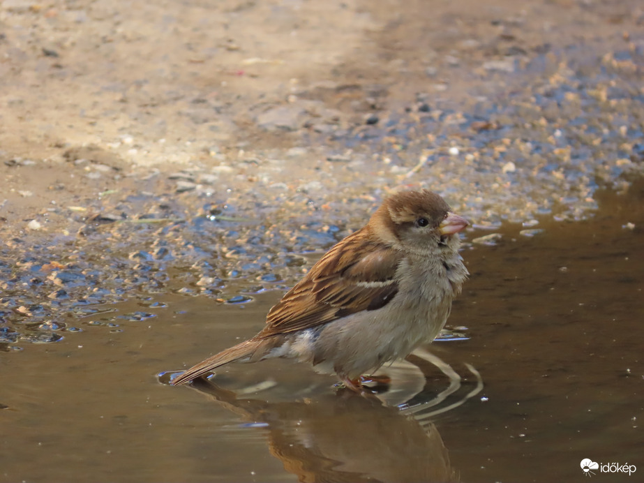 Még meggondolom, fürödjek-e! 05.24.