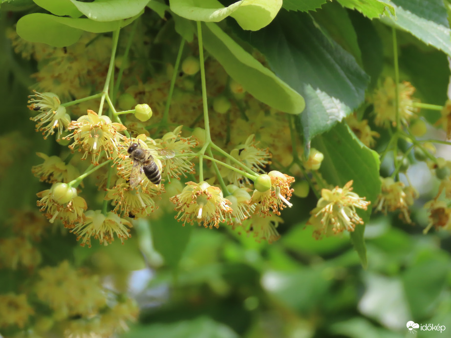 Szorgoskodó méhecske