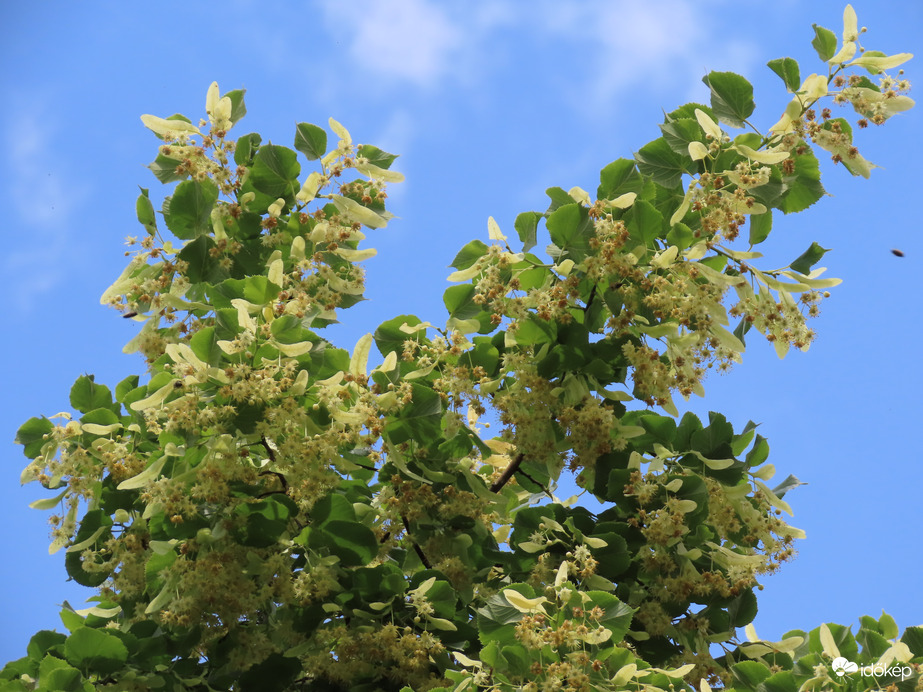 Hársillat lengi be a lakótelepet