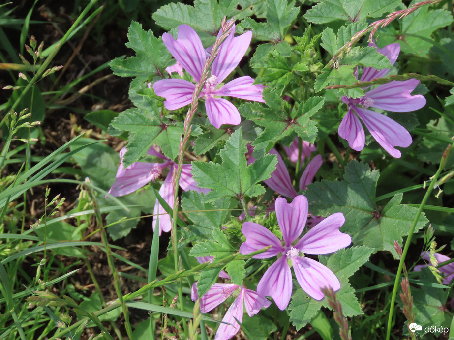 Papsajt mályva az árokparton