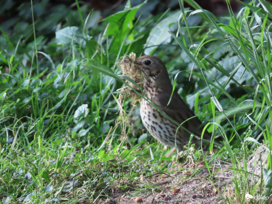 Nagy munkában az Énekes rigó