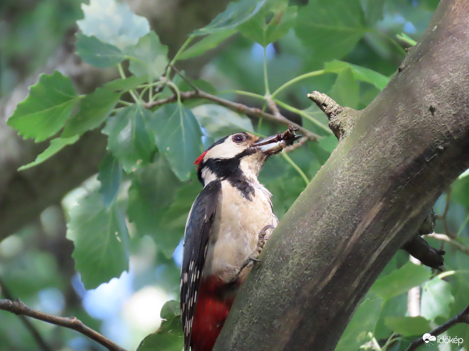 Ne hangoskodjatok! Hozom már!