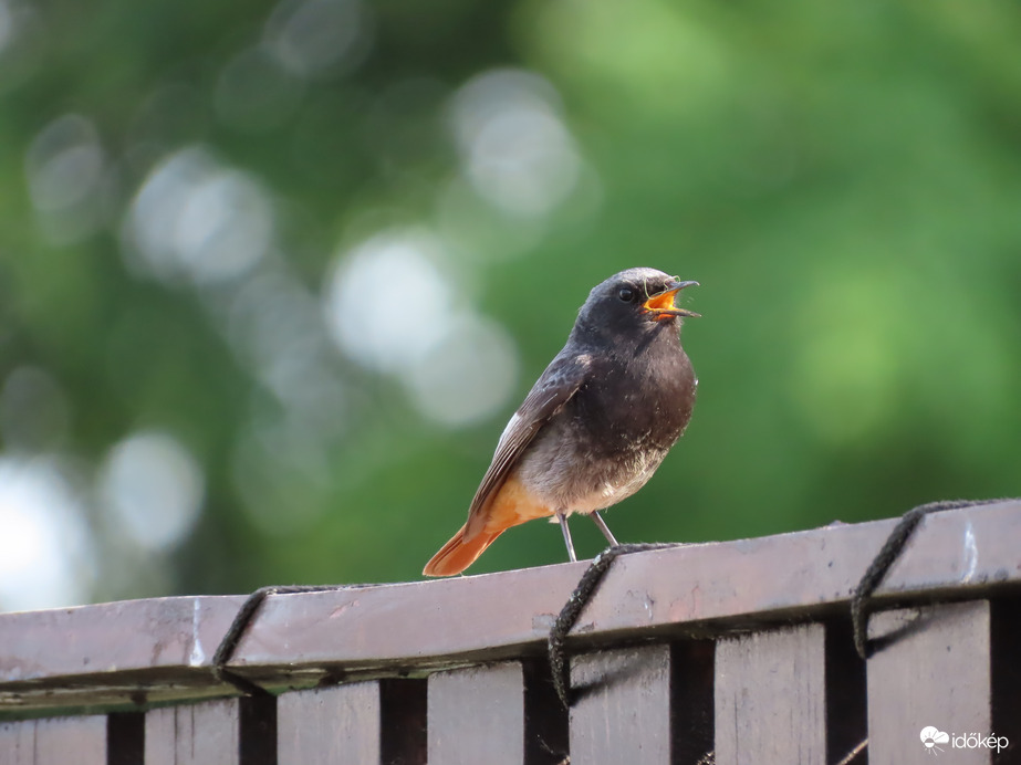 Fiókát csalogató Házi rozsdafarkú