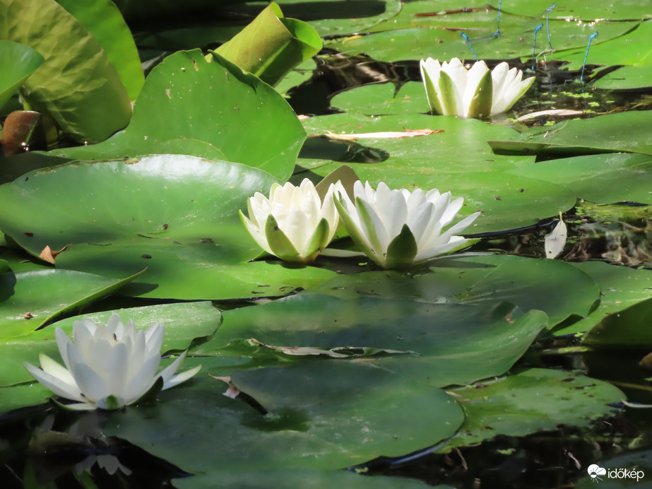 Fehér Tündérrózsa