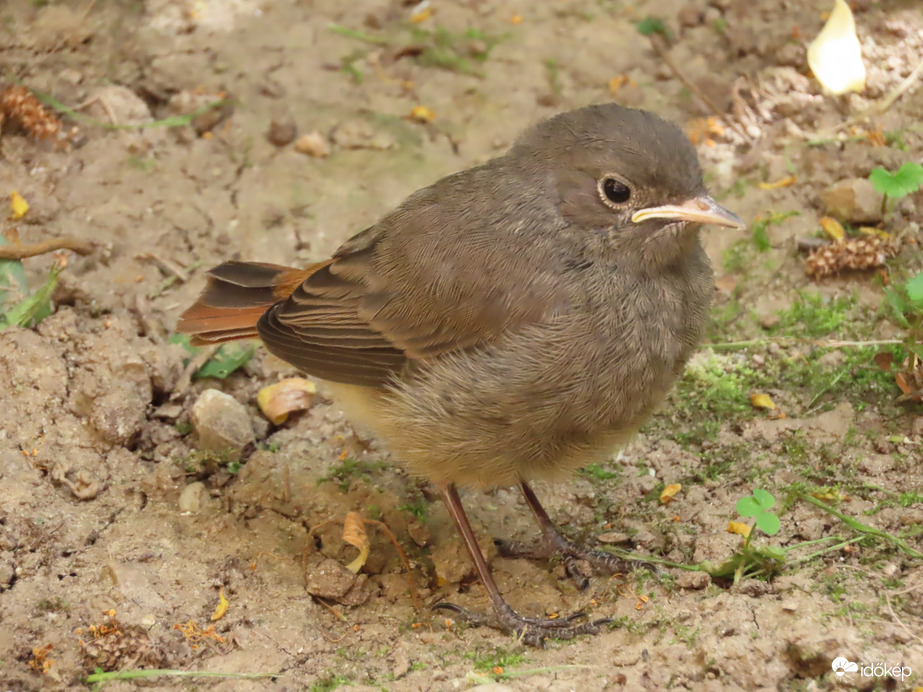 Picurka fióka vagyok