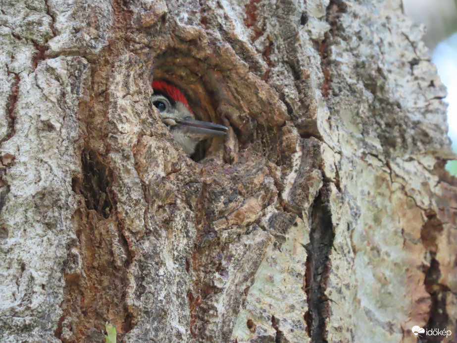 Jöhetne már az uzsonna!