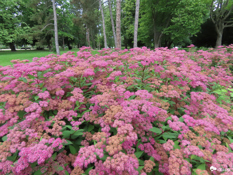 Japán gyöngyvessző a Csónakázó-tó szigetén