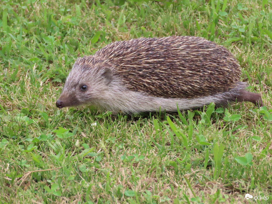Sietek védett helyre!
