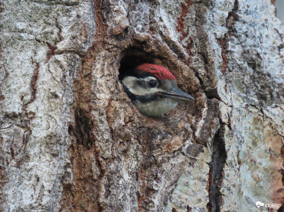 Megszemlélem a kinti világot