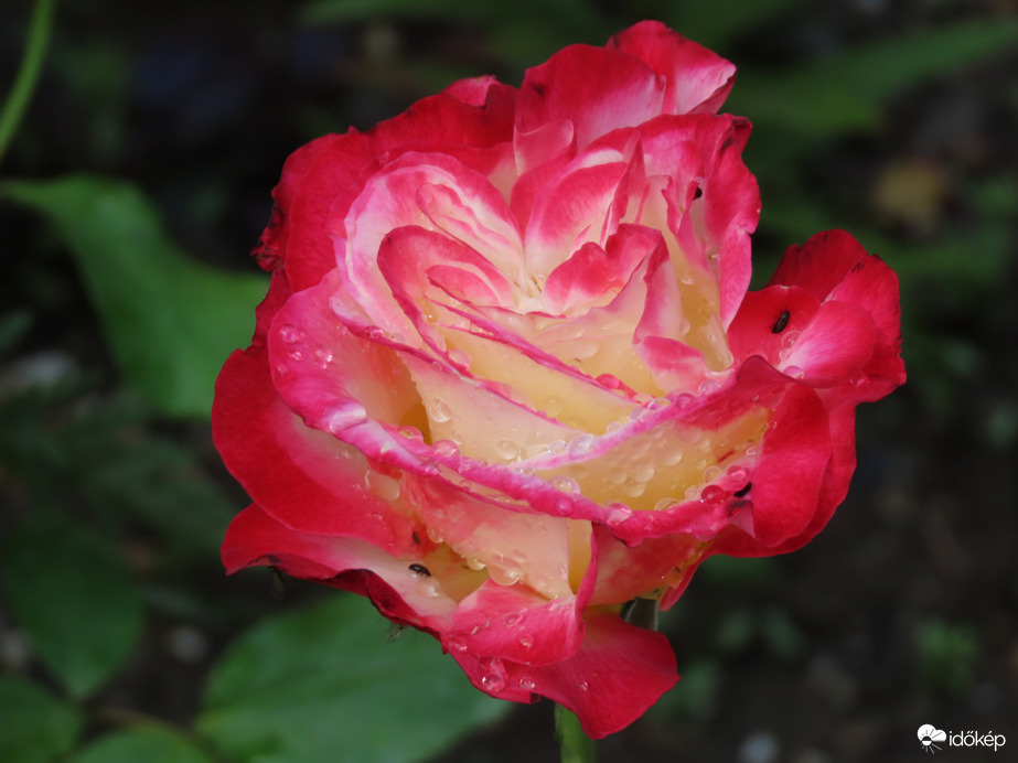 Rózsa vízcseppesen