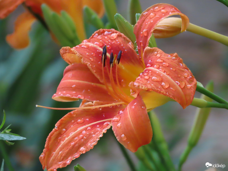 Sásliliom eső után