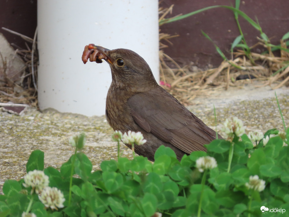 A fiókáimnak gyűjtöttem