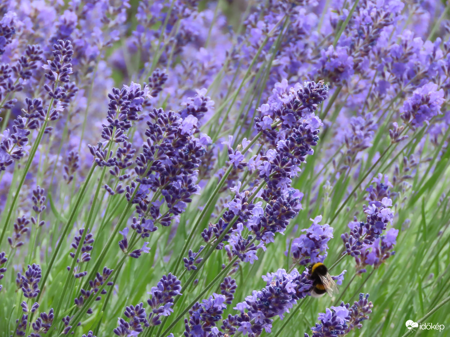 Levendula