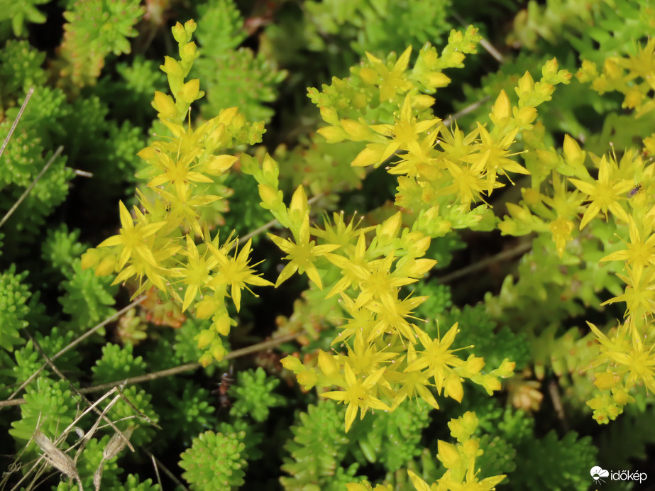 Apróságok az árokparton