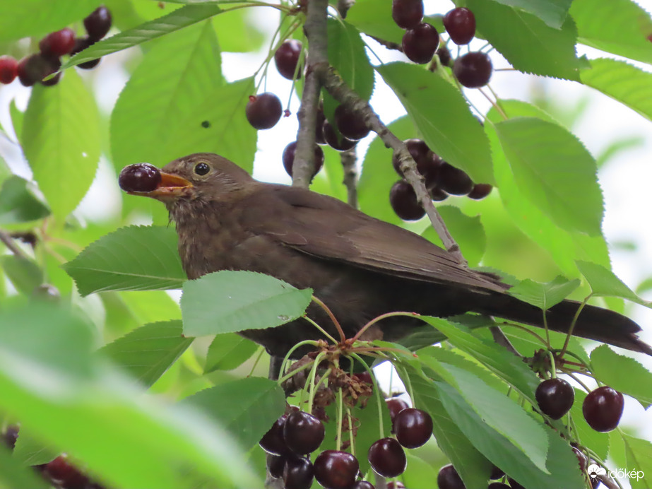 Itt még bőven találok