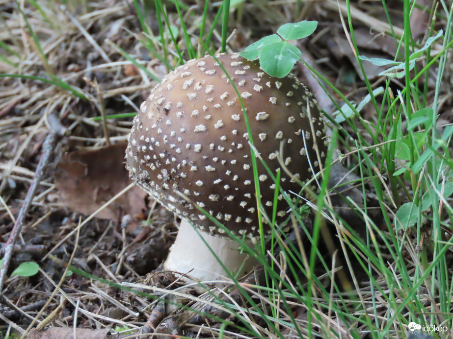 A tóparton találtam