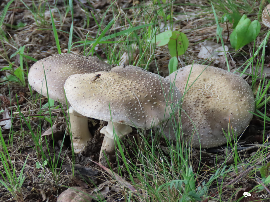 Nagyobb kalapúak is voltak