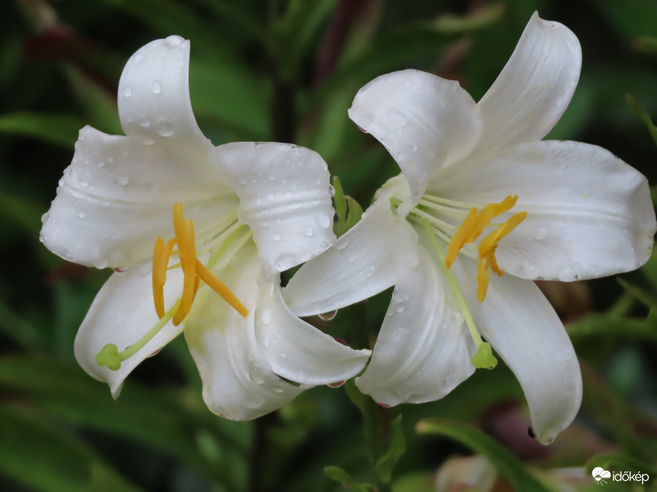 Madonna liliom eső után