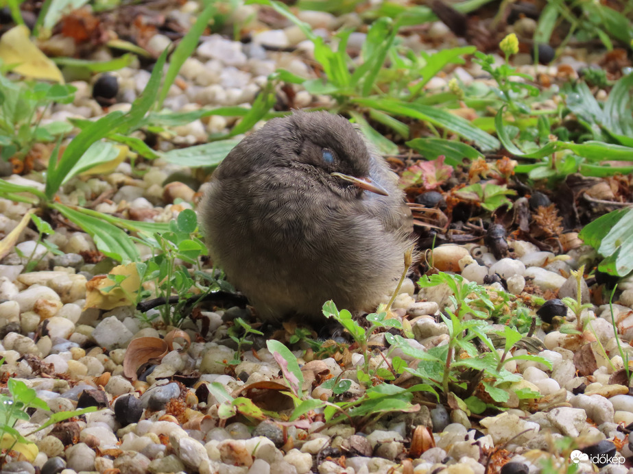 Szunyókáló Házi rozsdafarkú fióka