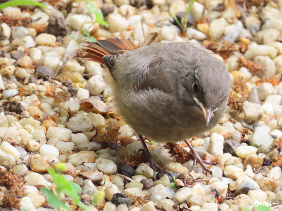 Egyedül is keresgélek