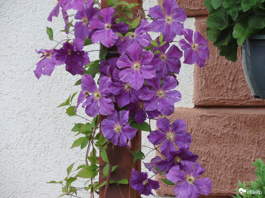 Virágoskertben láttam